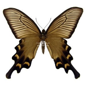 PAPILIO BYASA ALCINOUS ALCINOUS PAPILIO BYASA ALCINOUS ALCINOUS